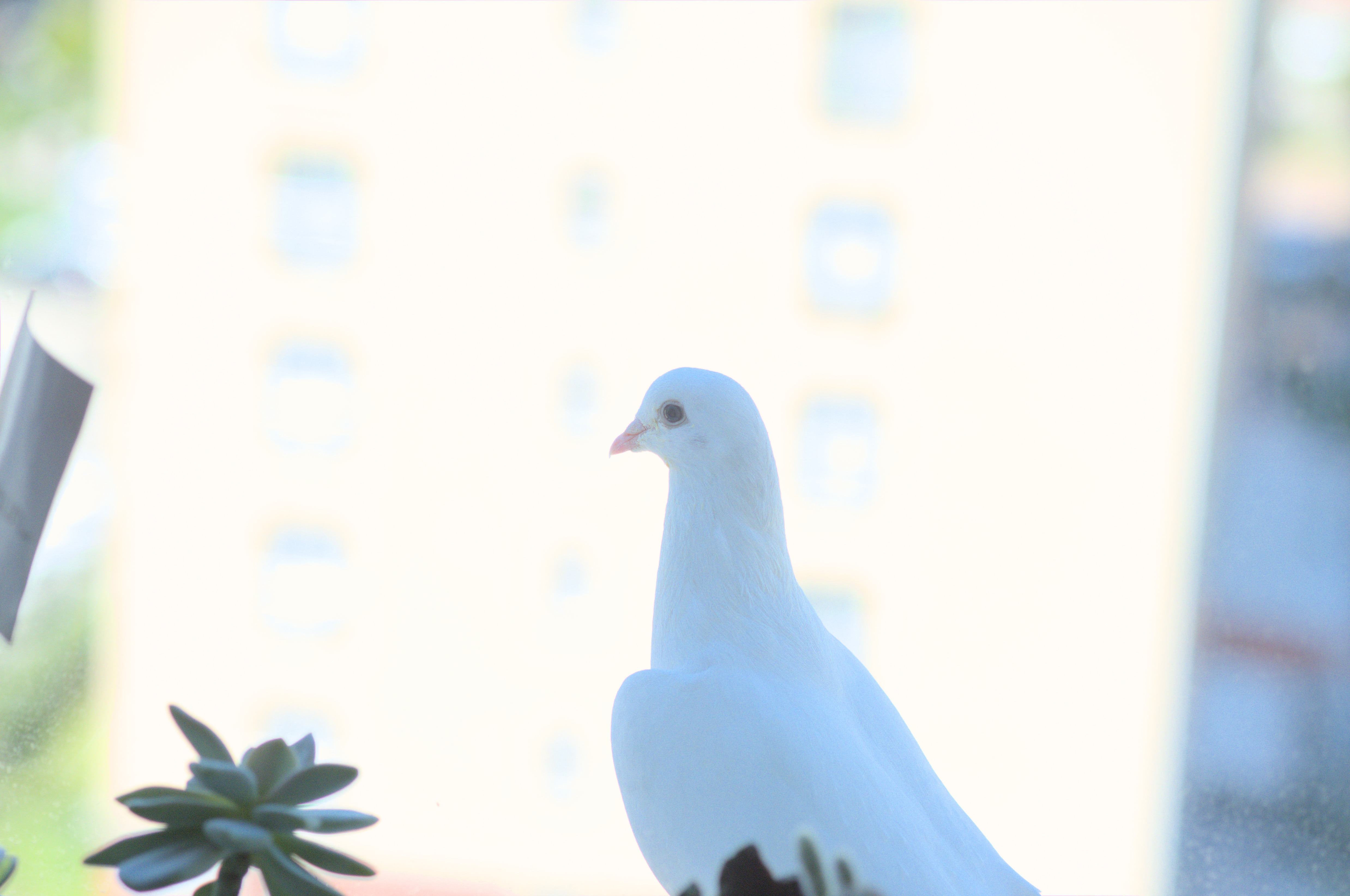 Fotoğraf
